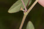 Eastern milkpea